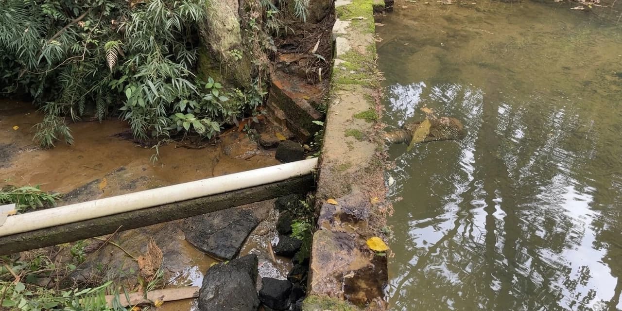 Polícia ambiental autua dano em área de preservação permanente no interior de Rio Azul