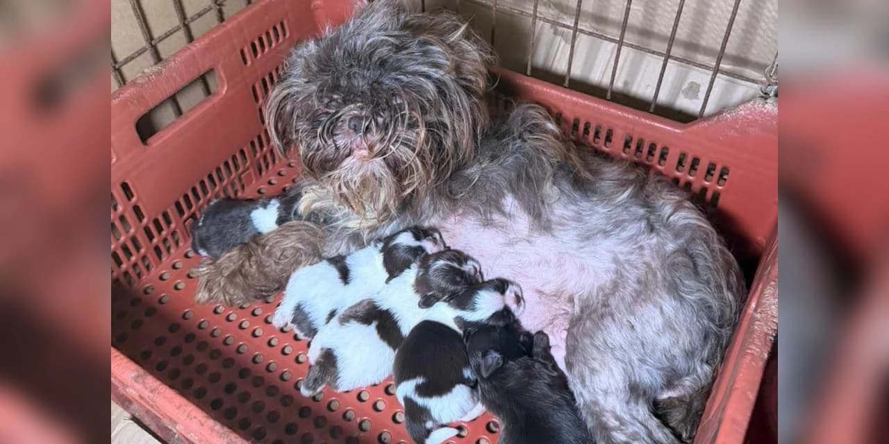 PCPR prende mulher e resgata 80 animais em situação de maus-tratos em Curitiba