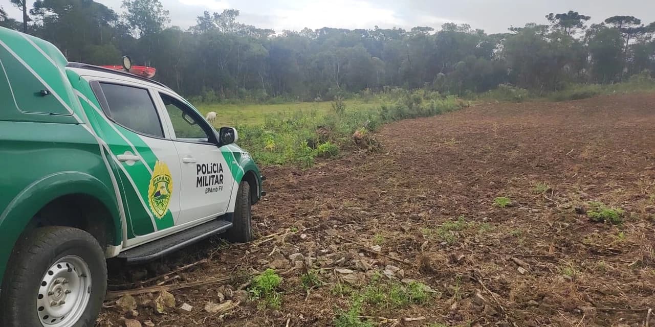 Polícia Ambiental autua desmatamento ilegal para cultivo de tabaco em Mallet