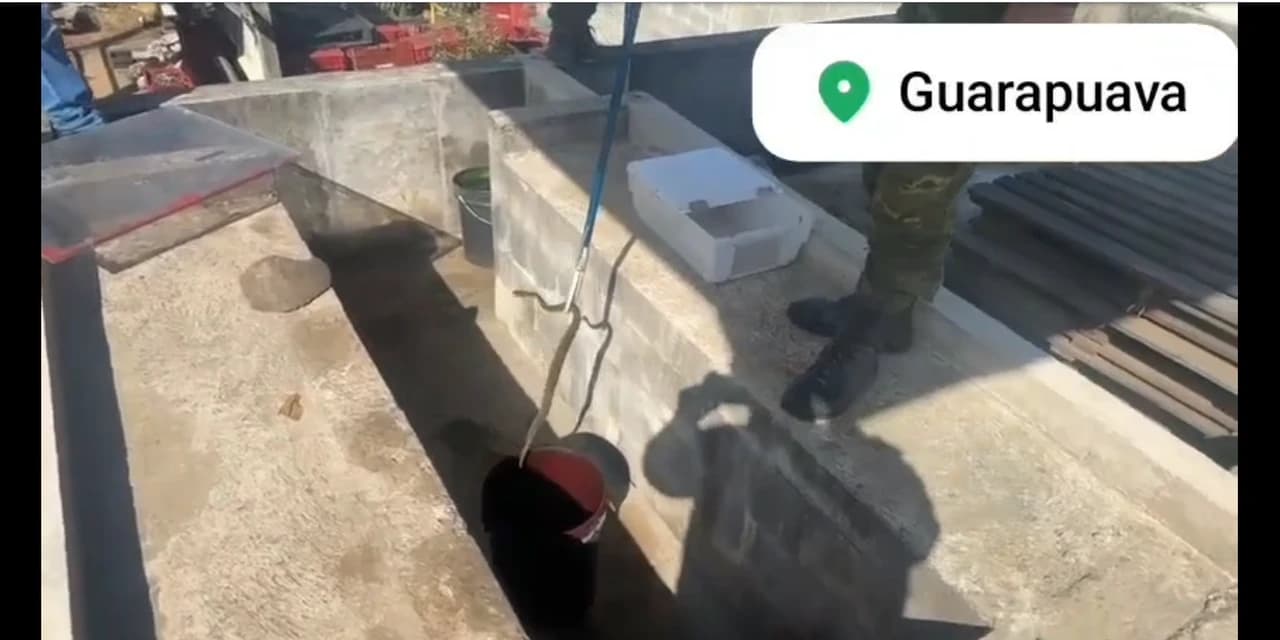 Polícia Ambiental realiza captura e soltura segura de jararaca em Guarapuava