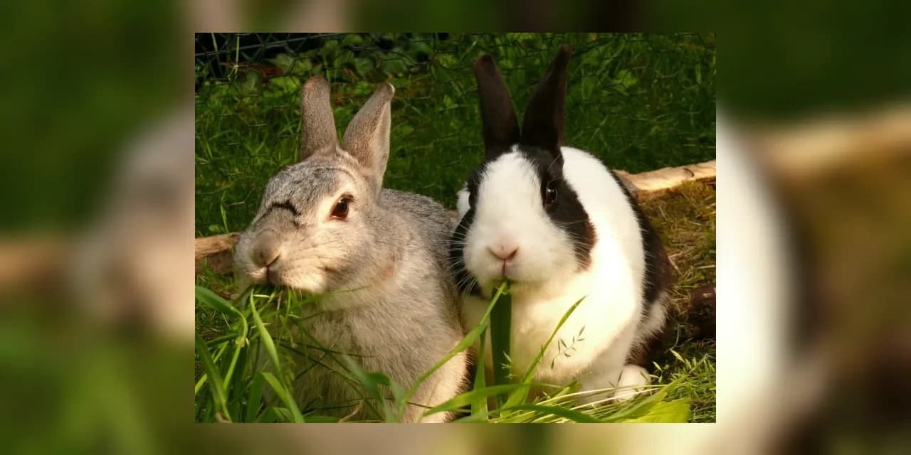Paraná tem 3º maior rebanho de coelhos do País; olericultura atingiu VBP de R$ 7,1 bilhões