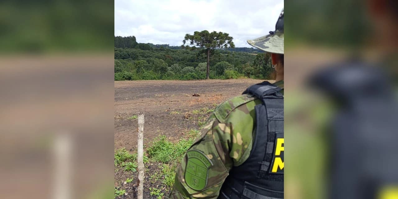 Desmatamentos ilegais são constatados em área de mata atlântica em Antônio Olinto