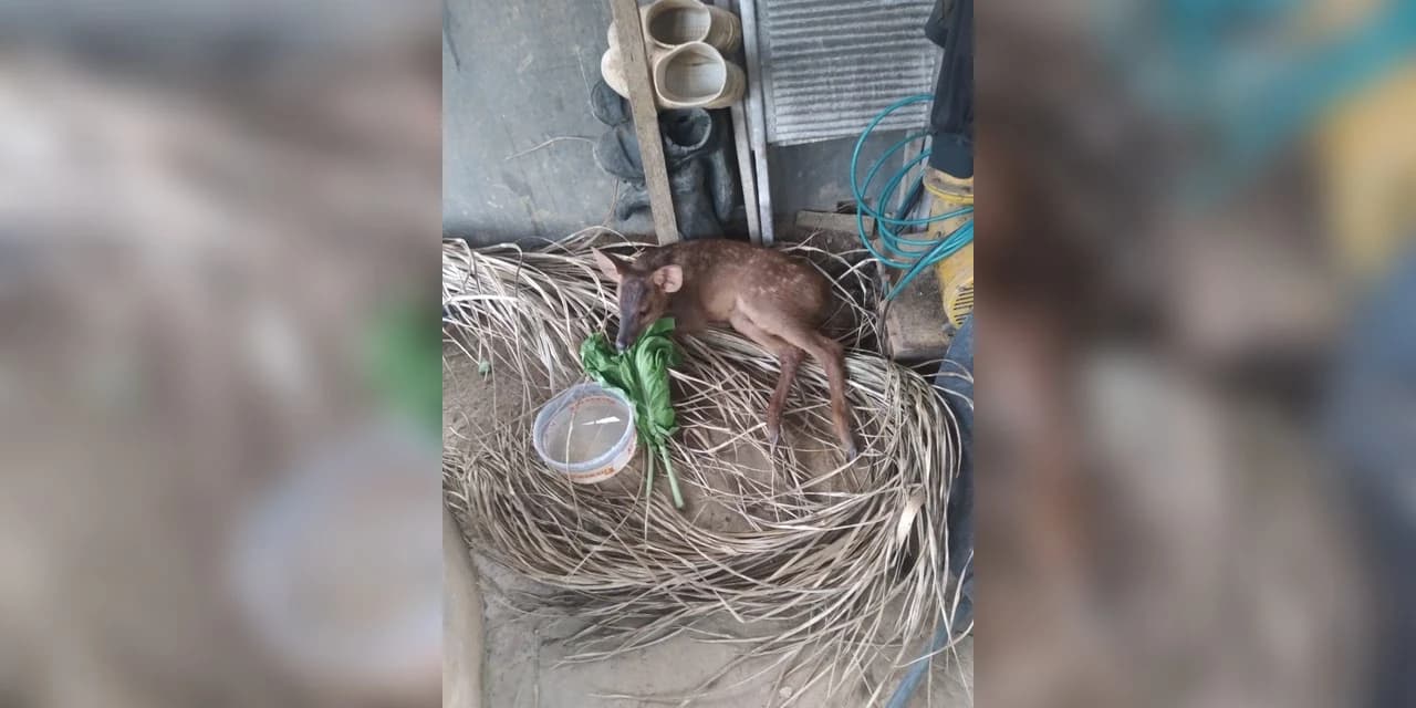 Polícia ambiental resgata veado ferido após atropelamento na Lapa