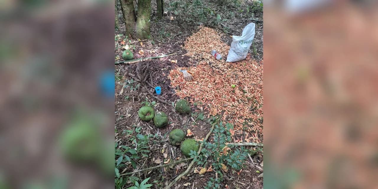 Polícia Ambiental apreende pinhão verde coletado ilegalmente em Reserva Biológica em Teixeira Soares