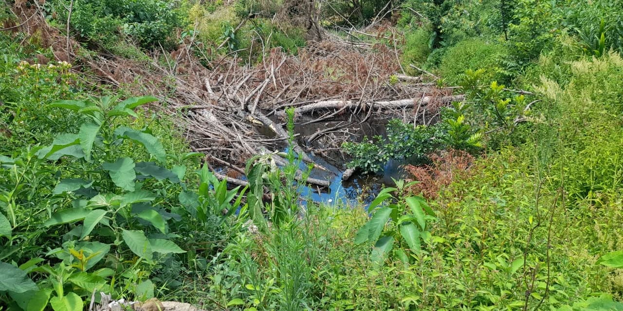 Polícia ambiental constata desmate em área rural de Palmeira