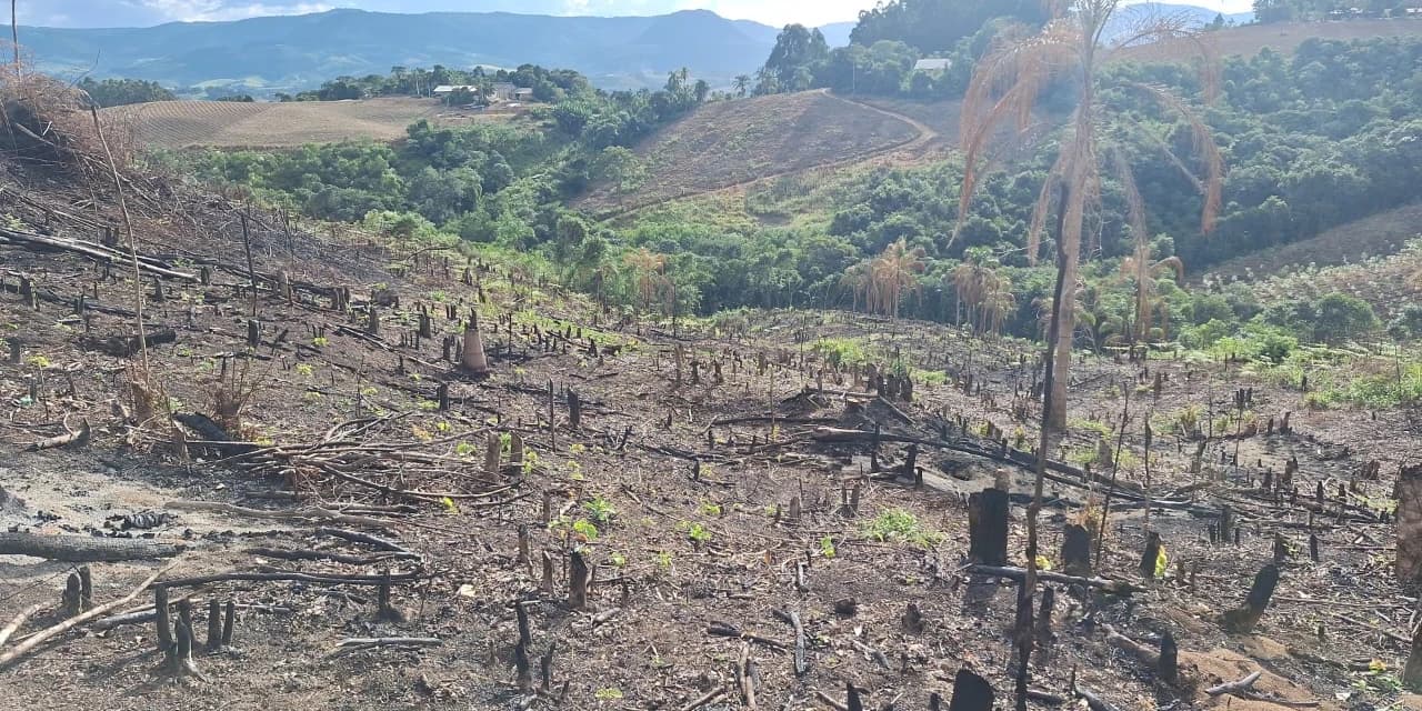 Polícia ambiental identifica desmatamento no interior de Prudentópolis