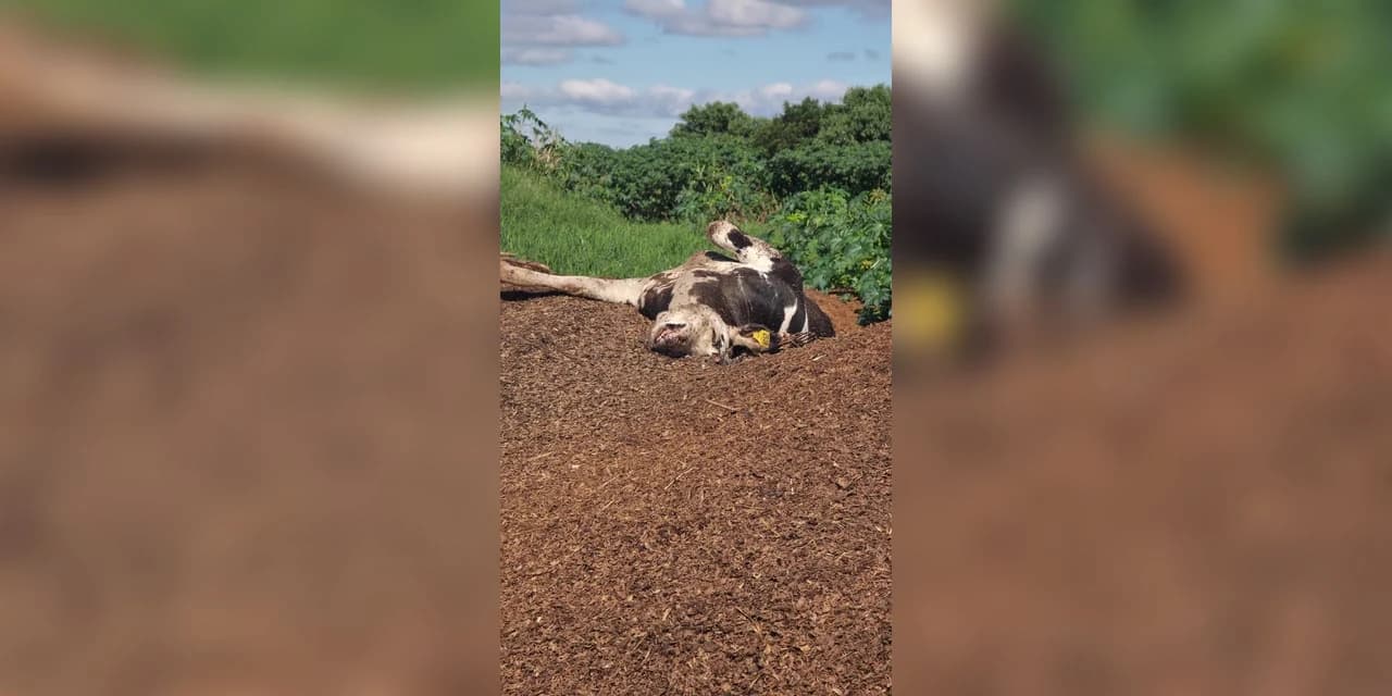 Operação conjunta interrompe descarte irregular de carcaças bovinas e poluição ambiental em Carambeí