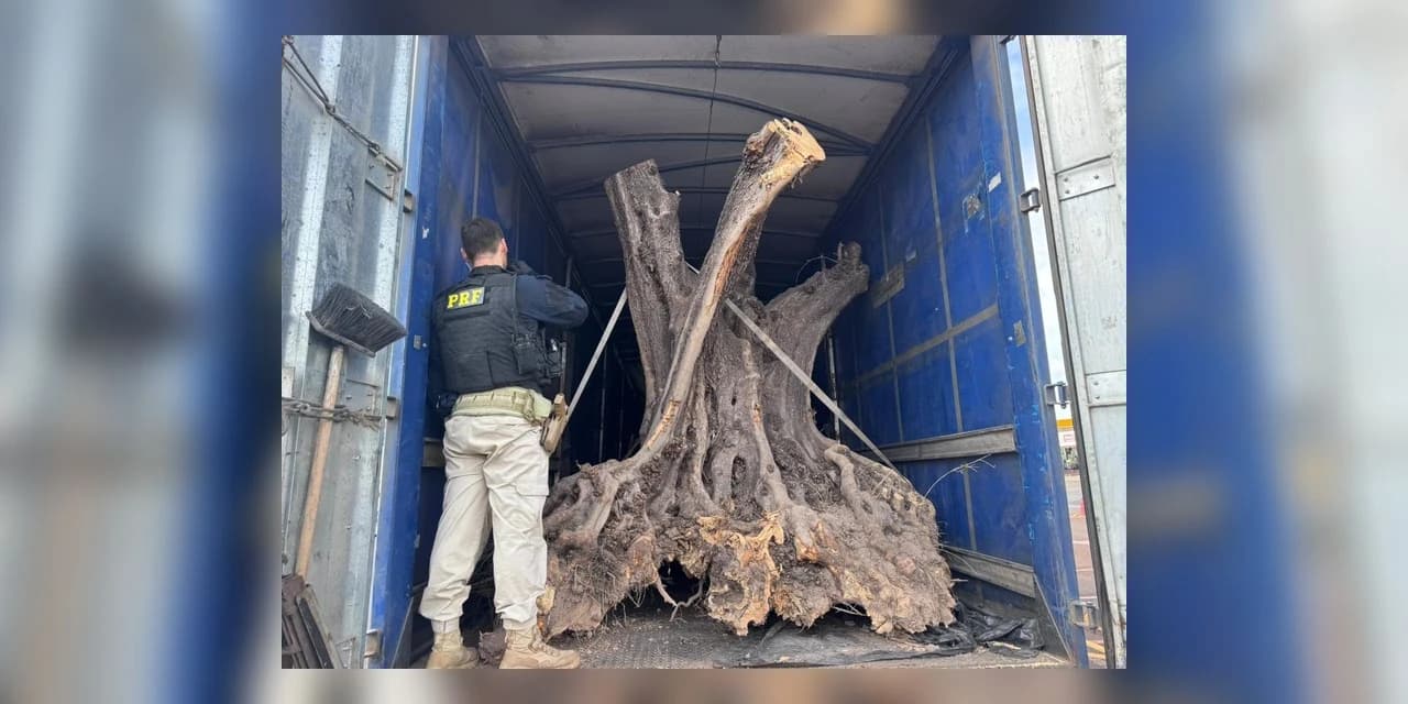 PRF apreende oliveiras contrabandeadas no Paraná