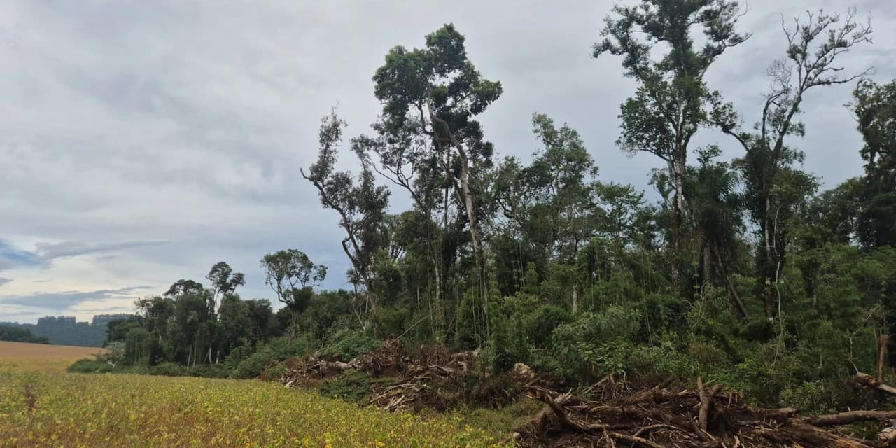 Polícia ambiental localiza área de desmatamento no interior de Irati