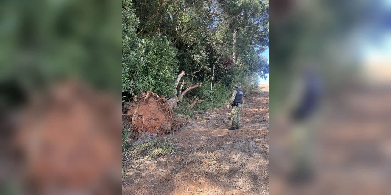 Polícia ambiental constata o corte de árvores nativas em Ipiranga