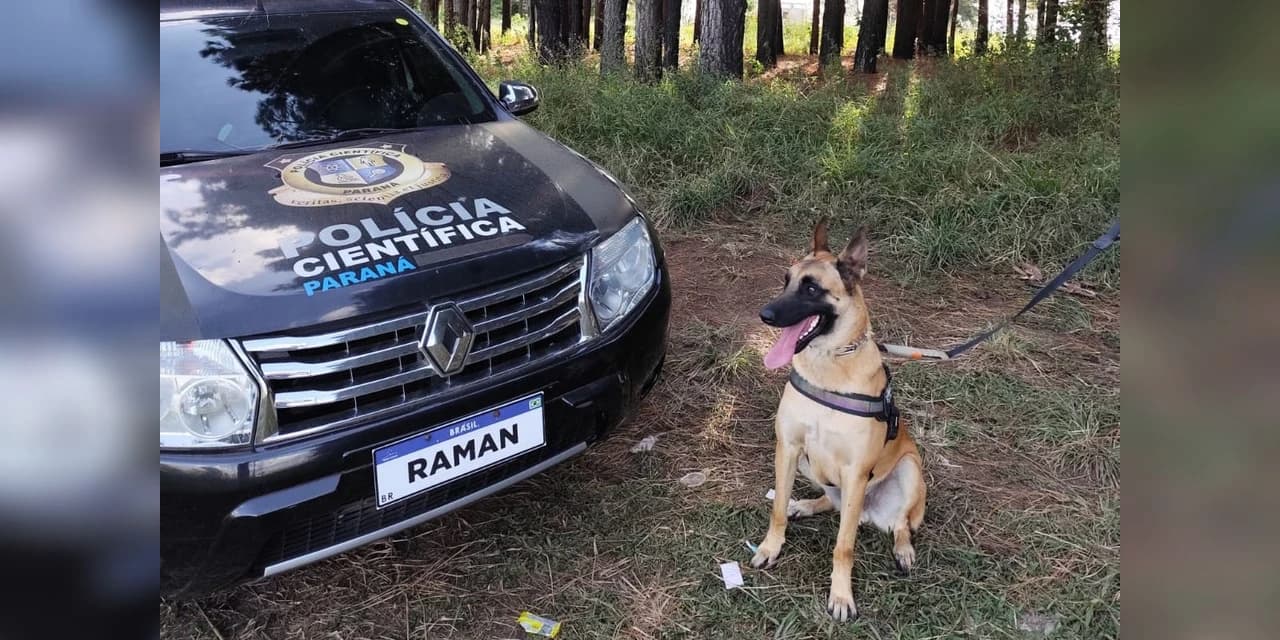 "Cão perito" do Paraná é um dos únicos especialistas em detecção de vestígios de sangue no Brasil
