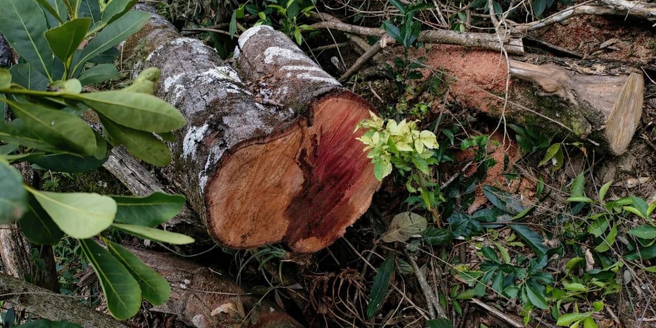 Corte ilegal de vegetação nativa resulta em autuação em Prudentópolis