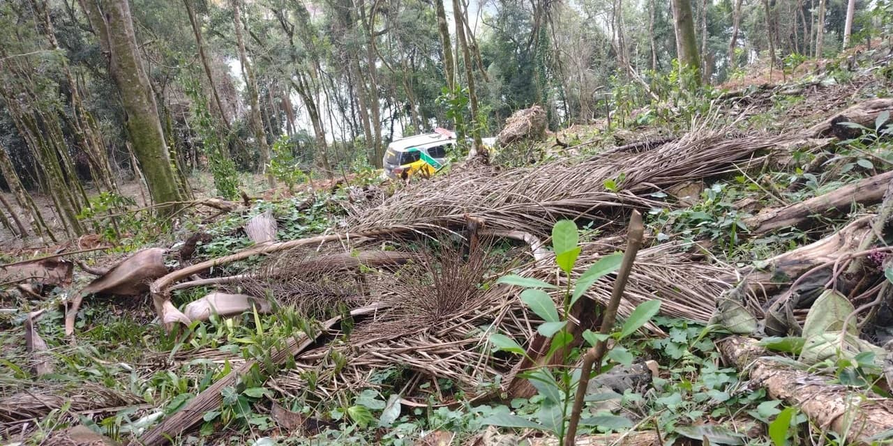 Desmatamento em Bituruna resulta em multa de R$ 168 mil