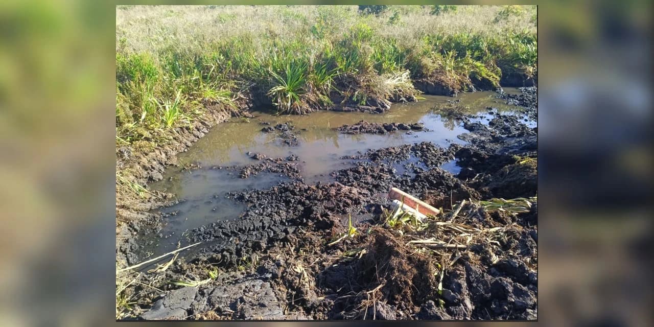 Desmatamento em área de banhado resulta em autuação ambiental em Irati