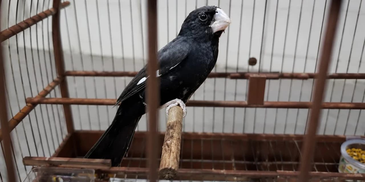 Polícia Ambiental Autua Criadores por Irregularidades em Plantéis de Aves