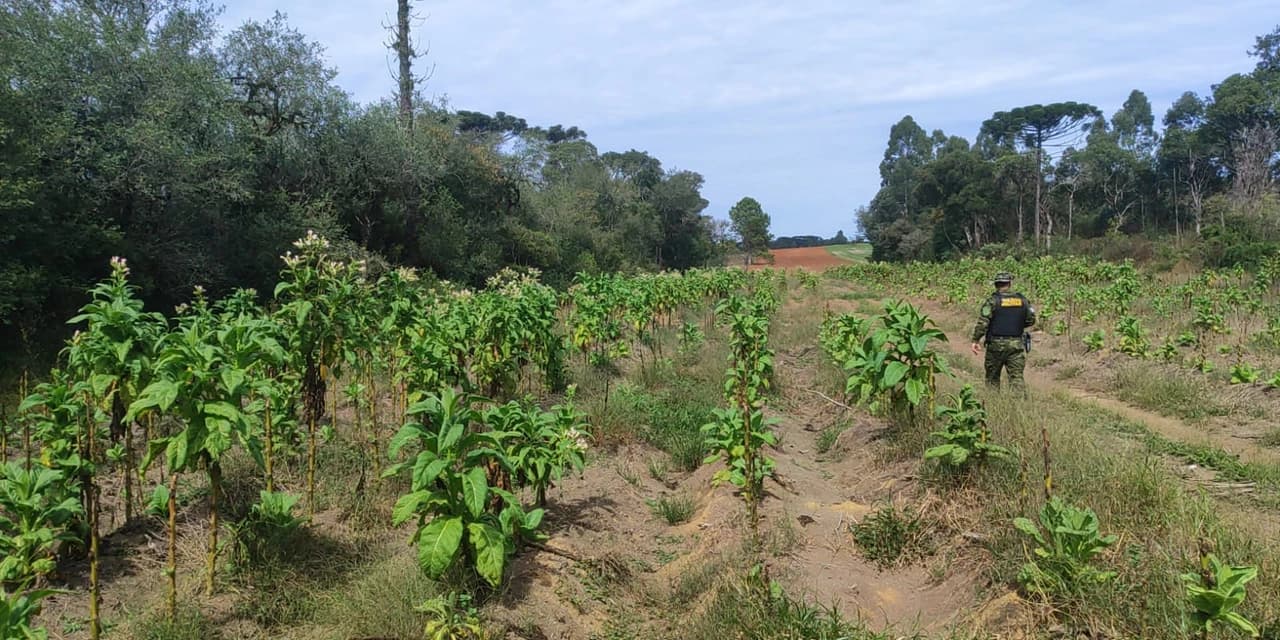 Polícia Ambiental autua duas pessoas por danos ambientais em Mallet