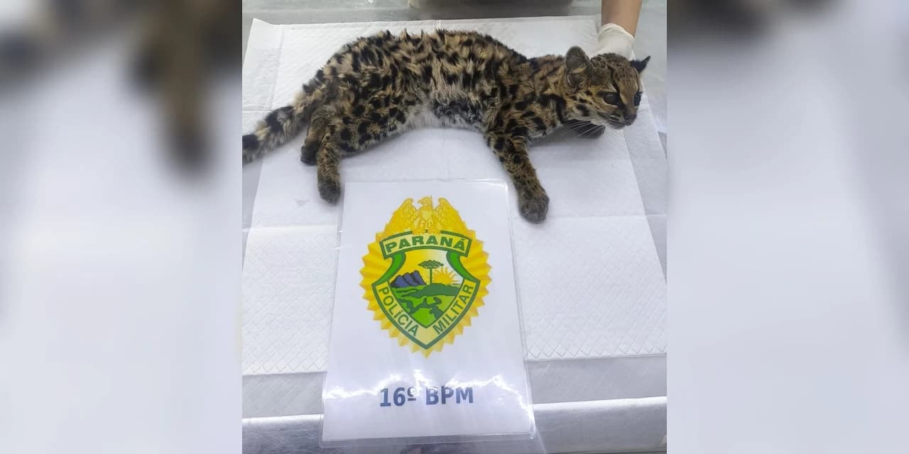 Jaguatirica foi encontrada por produtor rural no distrito do Guará e encaminhada para atendimento especializado na Unicentro