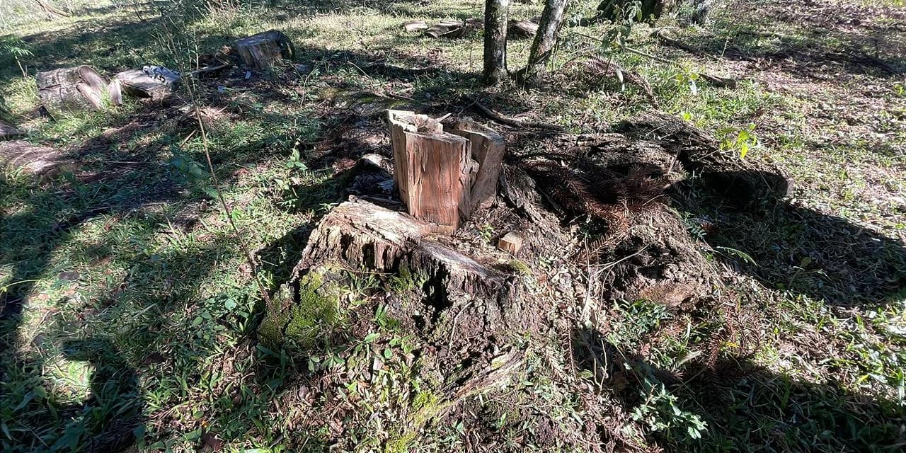 Polícia Ambiental Autua Responsável por Corte Irregular de Árvores Nativas em Turvo