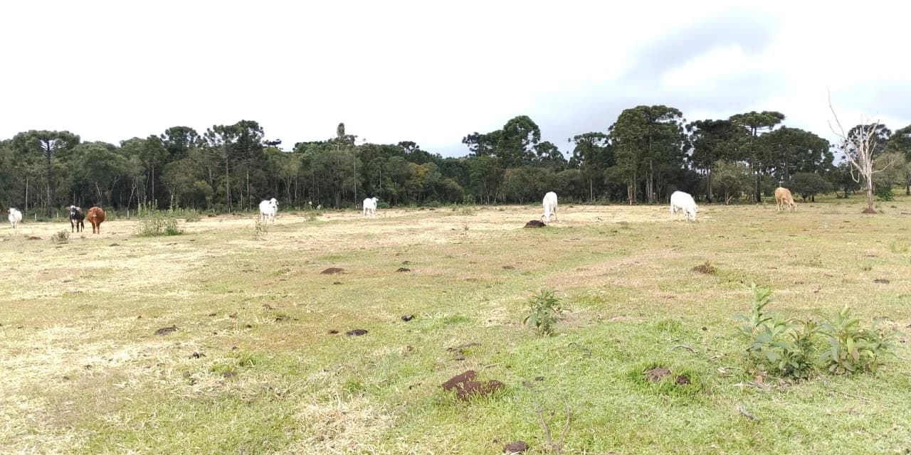 Operação Protetor Biomas: Polícia Ambiental Constata Danos à Vegetação Nativa em Prudentópolis