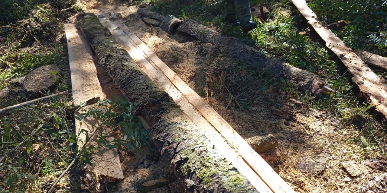 Polícia ambiental flagra homem cortando árvore nativa com motossera em Guarapuava