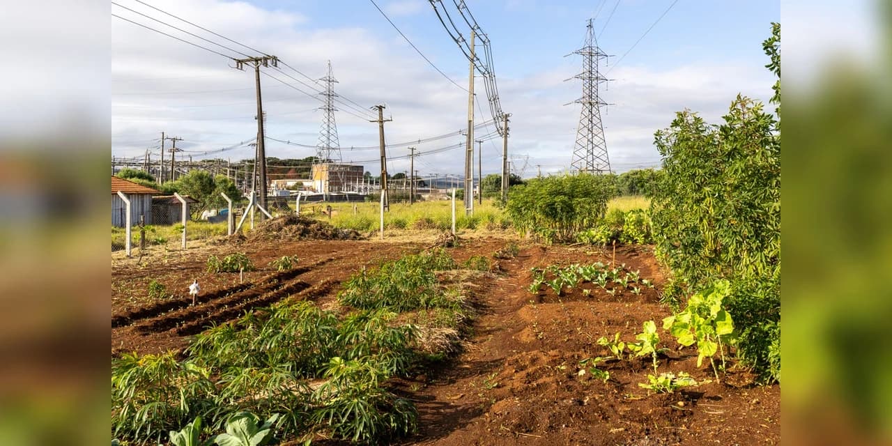 Hortas embaixo de redes de energia beneficiam 20 famílias em Ponta Grossa