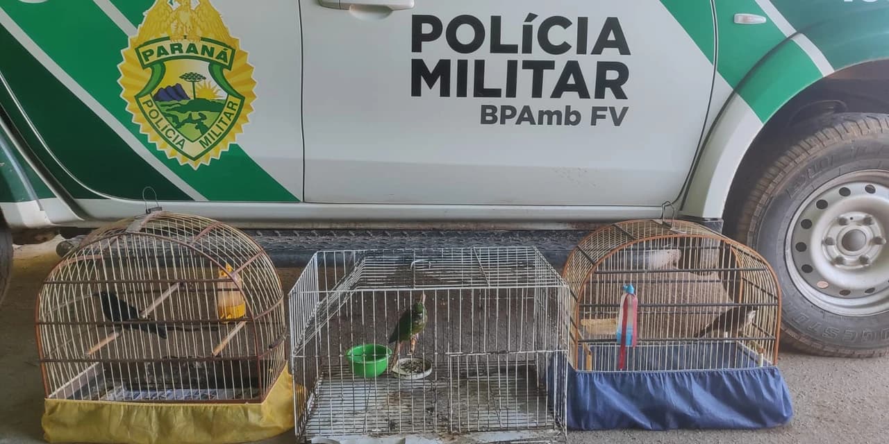 Polícia Ambiental apreende aves silvestres mantidas irregularmente em cativeiro na Lapa