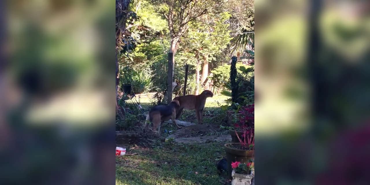 Polícia Ambiental atende ocorrência envolvendo onça-parda em Guarapuava