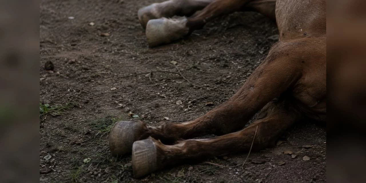 Em Inácio Martins polícia militar registra ocorrência de maus tratos a animais com resultado de morte