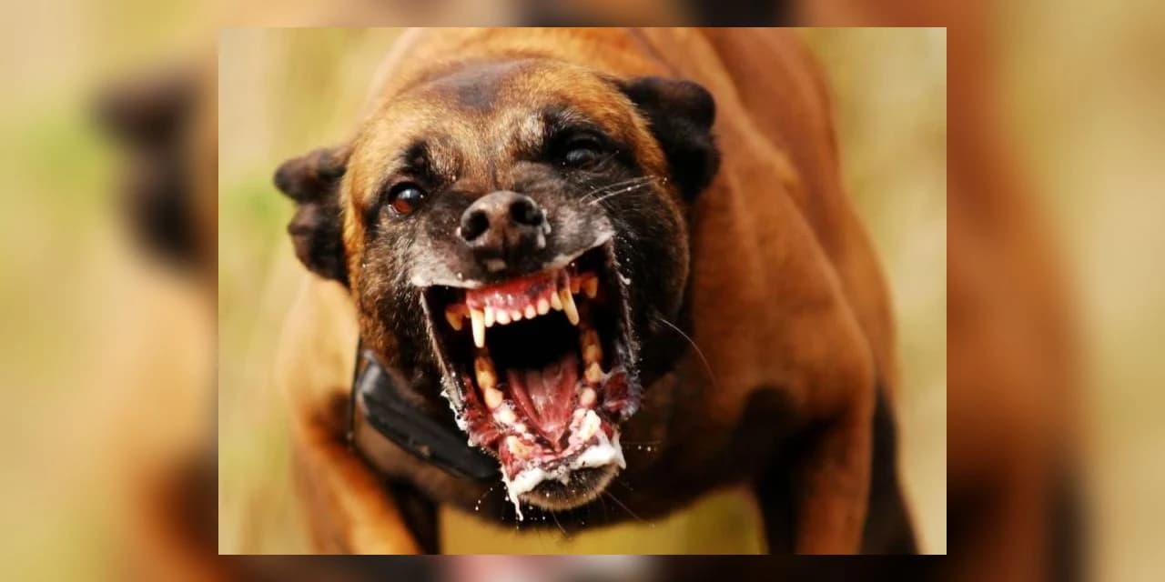 Cachorro solto em via pública vira caso de polícia no Jardim Brasil em Prudentópolis