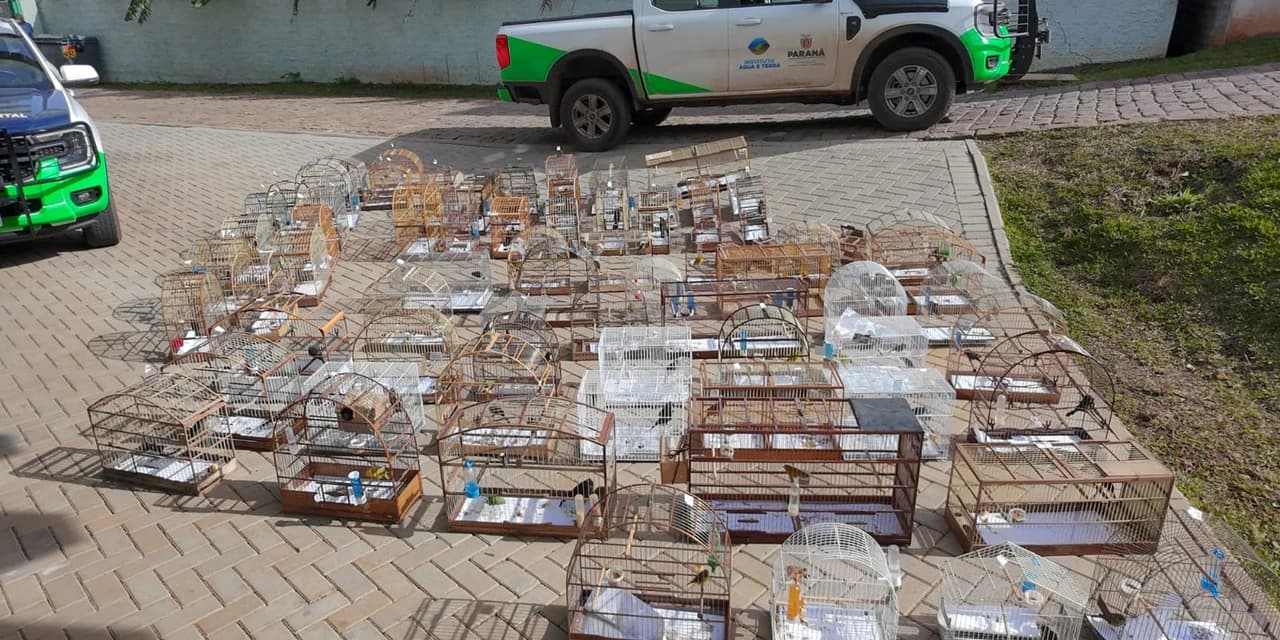 Operação voo livre resulta na apreensão de 95 aves e mais de R$ 400 mil em multas em Guarapuava