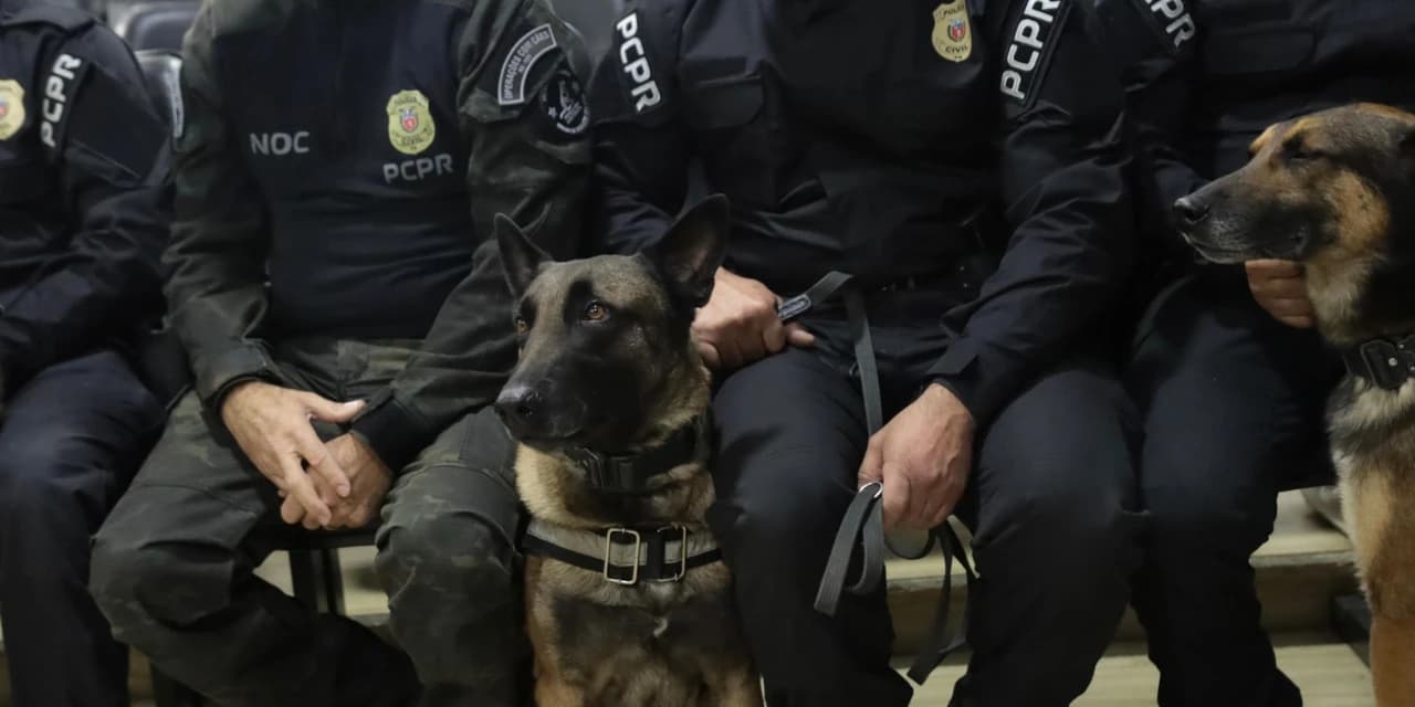 Polícia Civil do Paraná apreende armas e haxixe na Rodoviária de Curitiba