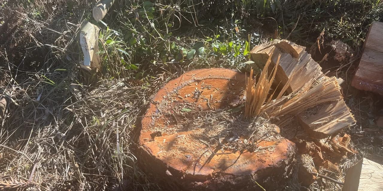 Polícia Ambiental Constata Corte Ilegal de Araucárias e Canela-Branca em Pinhão