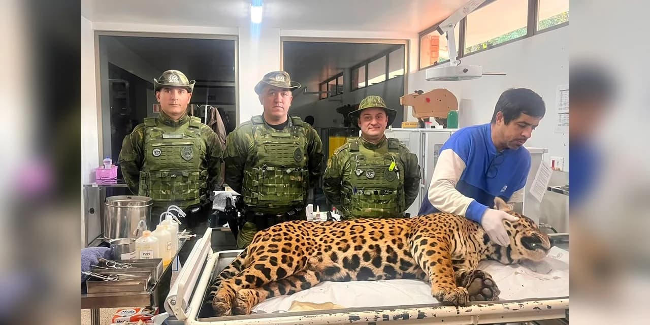 Polícia Militar do Paraná resgata onça-pintada em área residencial de Foz do Iguaçu