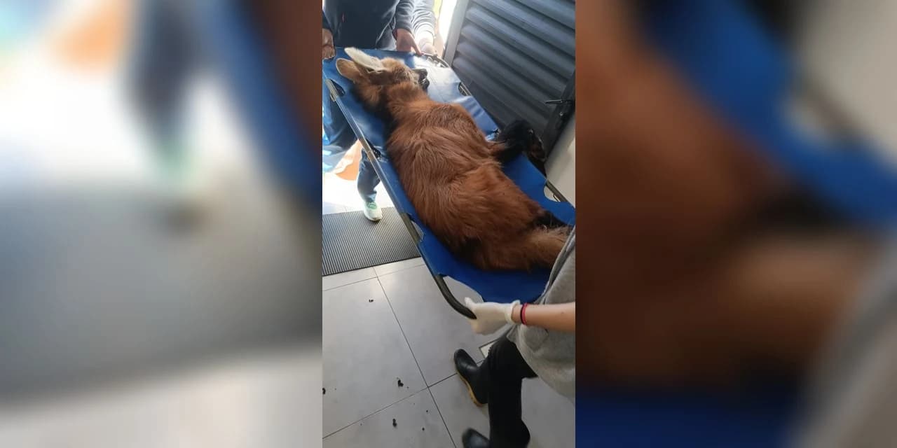 Lobo Guará ferido é resgatado em fazenda no município de Guarapuava