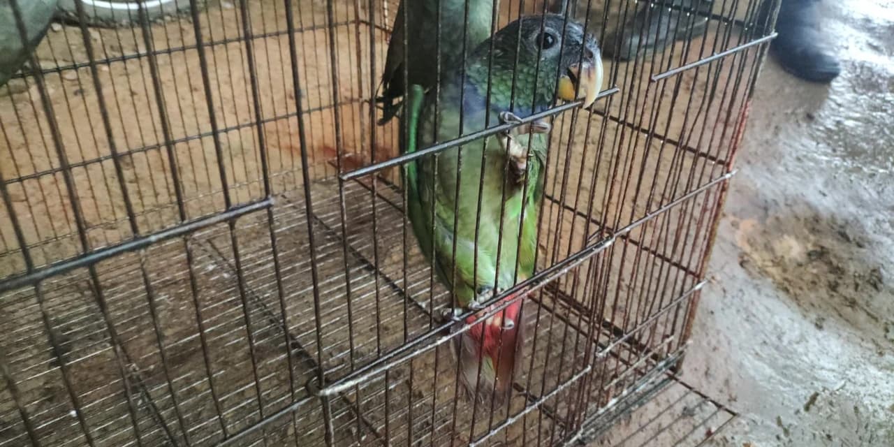 Polícia Ambiental embarga fornos de carvão irregulares e apreende aves silvestres em Antônio Olinto