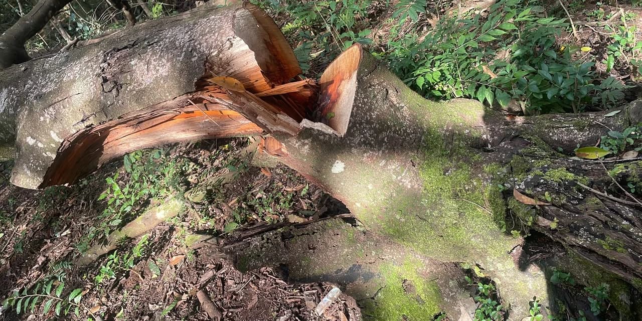 Polícia Ambiental atendeu diversas ocorrências relacionadas ao corte ilegal de árvores na área de atuação da 4ª Companhia.