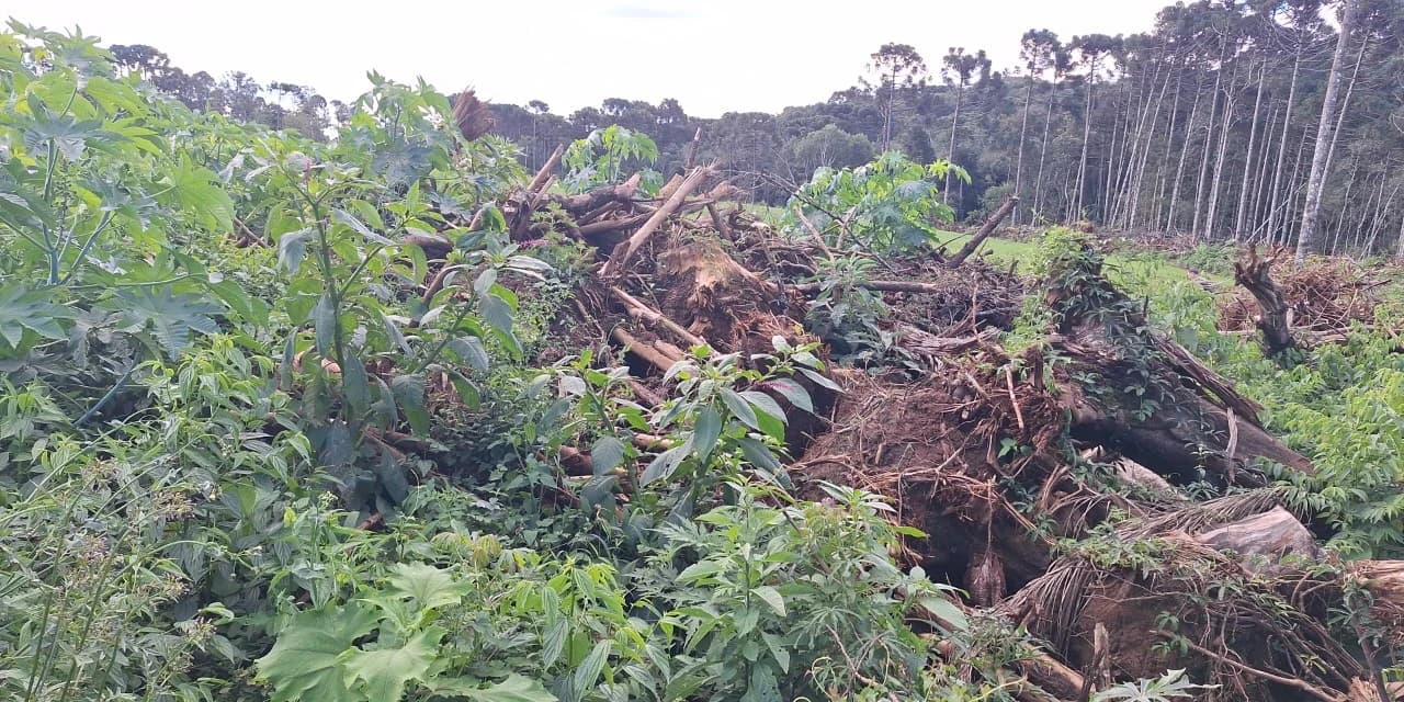 Polícia Ambiental atende ocorrências de crimes contra a flora nos municípios de Turvo e Carambeí