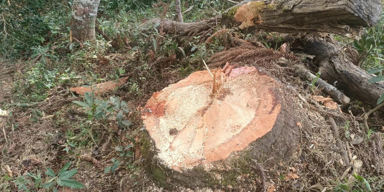 Proprietário de área rural de Jaguariaíva é multado por corte de árvores ameaçadas de extinção