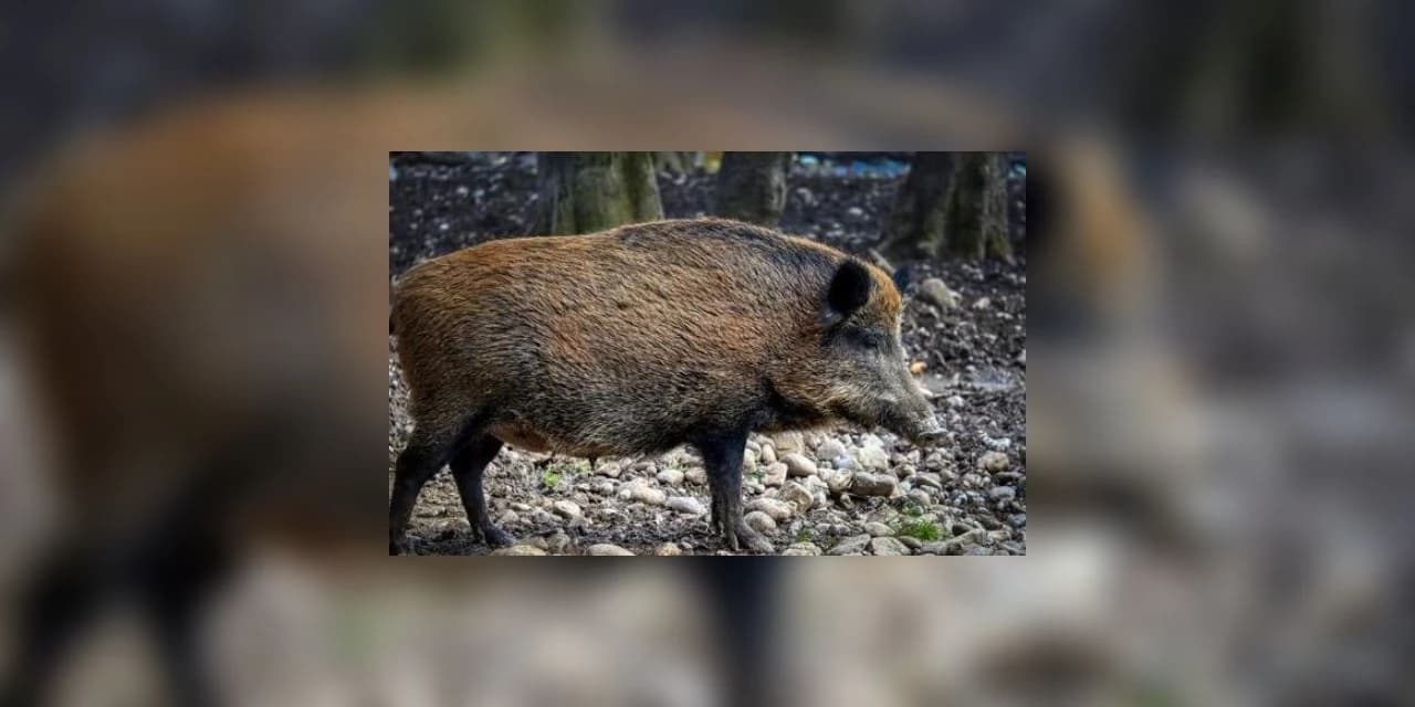 Lei aprovada em Santa Catarina autoriza pagamento de R$ 100 por javali abatido a caçadores