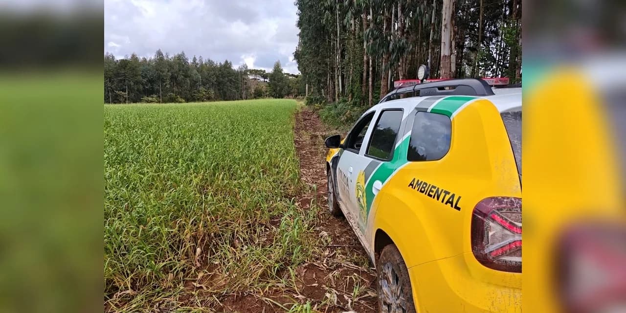 Polícia Ambiental localiza desmatamento em Rio Azul/PR durante Operação Protetor Biomas