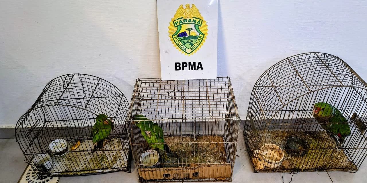 Polícia Ambiental atende denúncia em Pinhão e localiza corte irregular de árvores e posse ilegal de aves silvestres