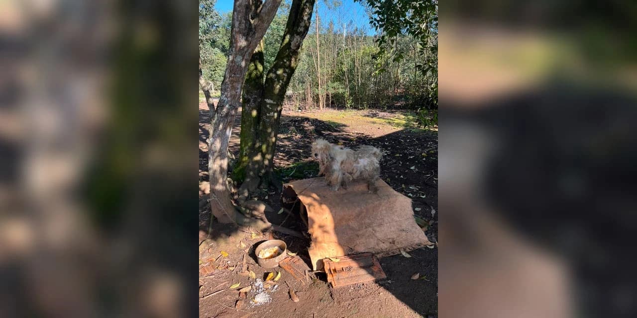 PCPR e Defesa Animal de Irati prendem mulher em flagrante por maus-tratos a cão mantido amarrado e em ambiente insalubre