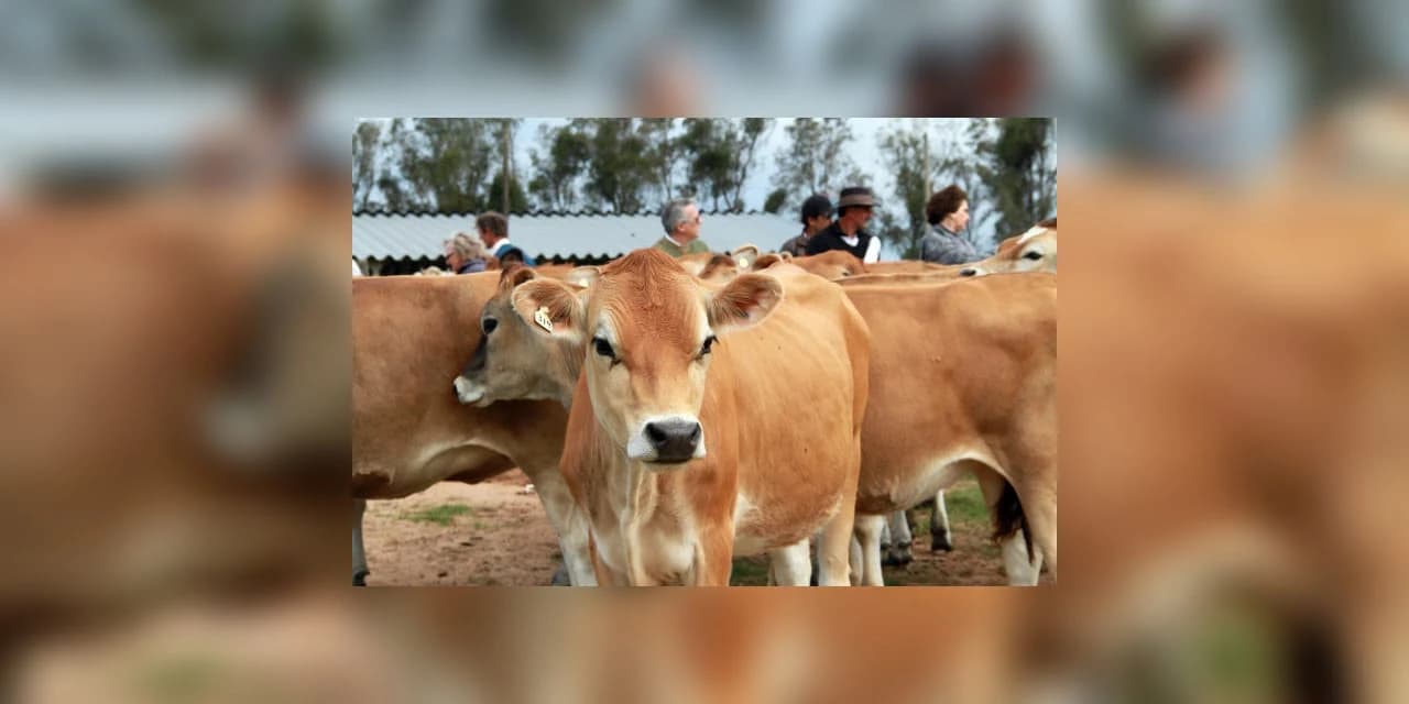Cabeças de gado são furtadas de uma propriedade no interior do Turvo