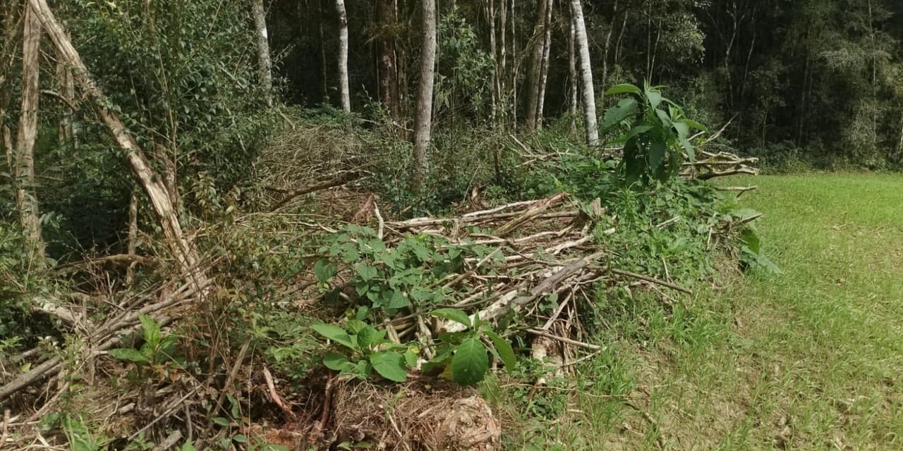 Polícia ambiental flagra desmatamento e corte ilegal de araucárias em Mallet
