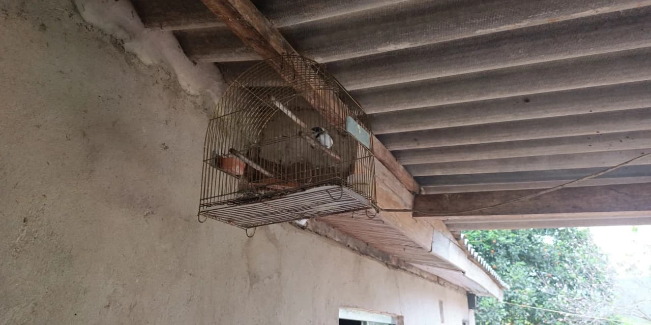 Operação "Mata Atlântica em Pé X" resulta em multas por desmatamento ilegal e apreensão de aves silvestres em Pitanga