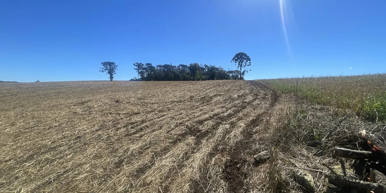 Polícia Militar Ambiental constata desmatamento ilegal e corte de araucárias em Prudentópolis.