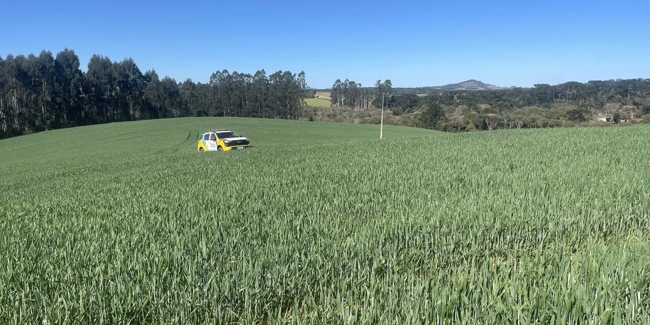 Polícia Ambiental constata desmatamento ilegal de vegetação nativa em Prudentópolis
