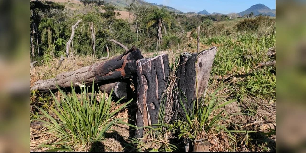 Mata Atlântica em Pé X descobre desmatamento ilegal com uso de fogo e motosserra em Prudentópolis