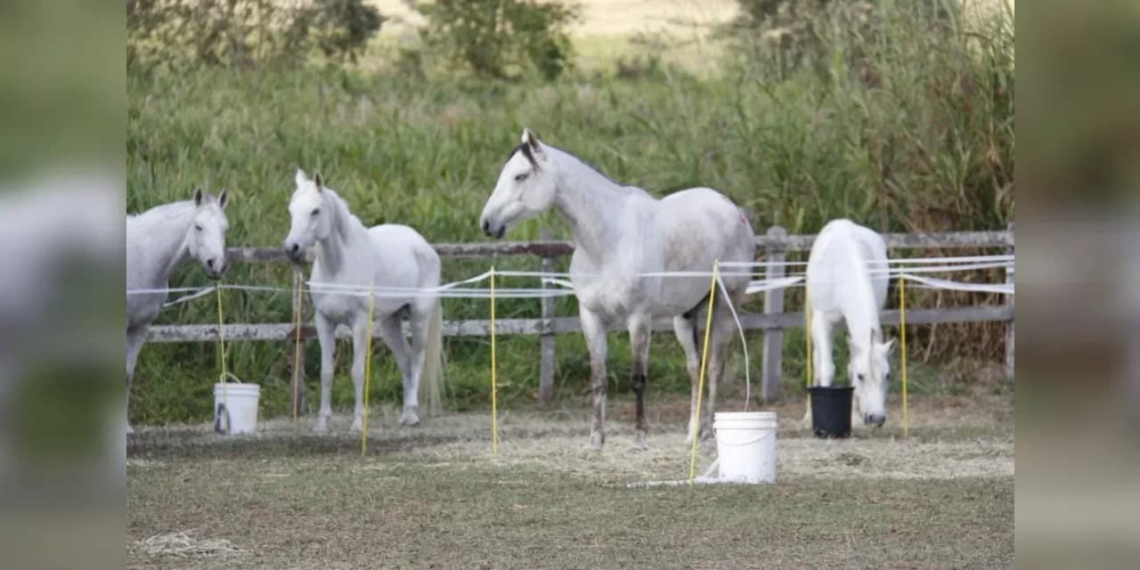 Competição de enduro equestre coloca Guarapuava no calendário nacional