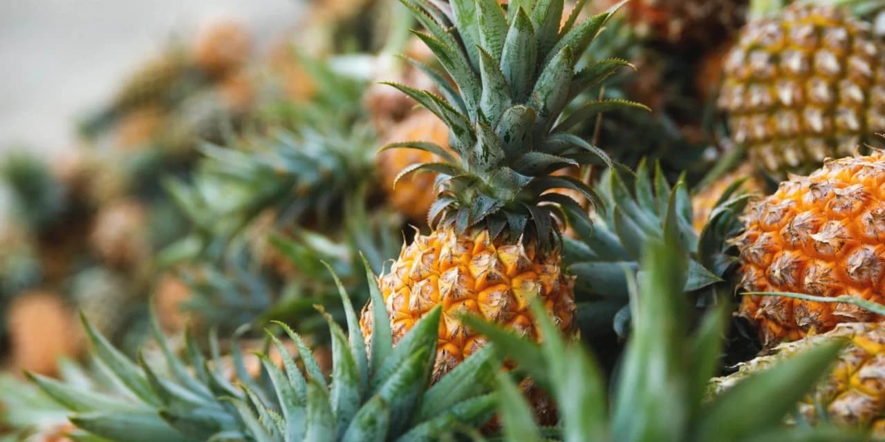 Prefeitura de Prudentópolis investe na fruticultura e distribui 150 mil mudas de abacaxi na região norte